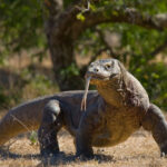 Komodo Largest Lizard