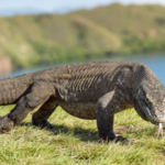 Le dragon de Komodo _ description, alimentation, reproduction des varans